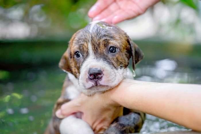 比特犬幼犬多少钱一只?(5个影响比特犬价格的因素)