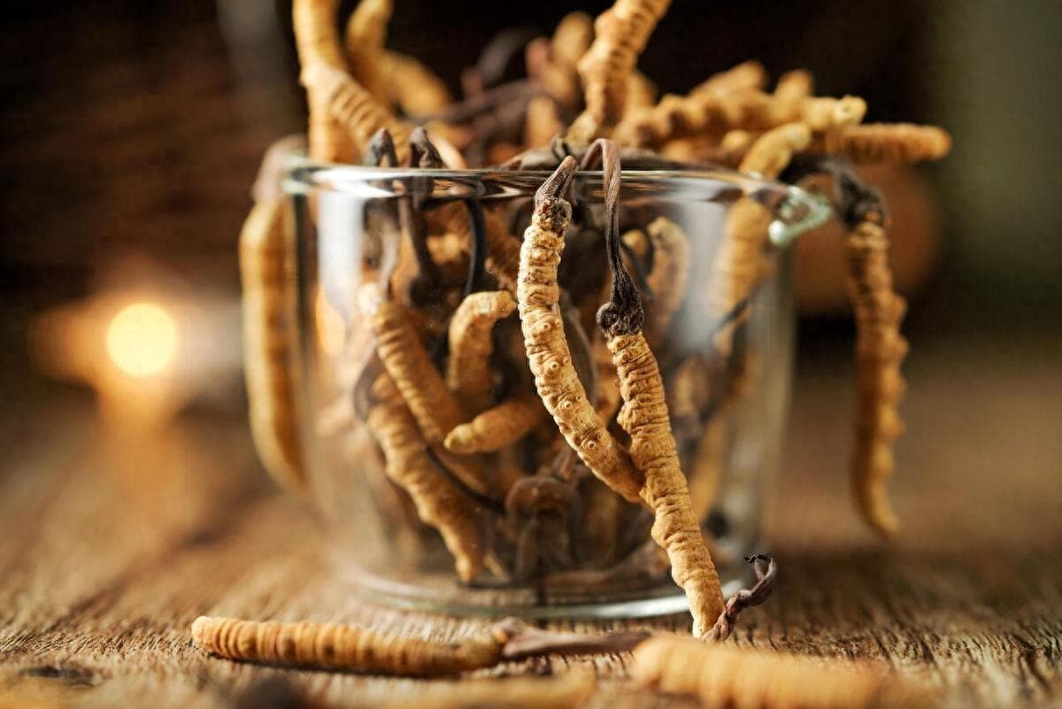 虫草茶的功效与饮用方法