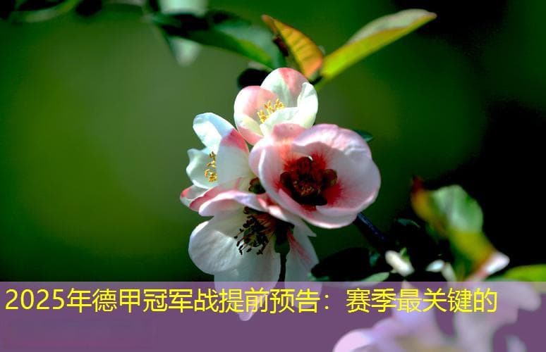 2025年德甲冠军战提前预告：赛季最关键的五场比赛解析
