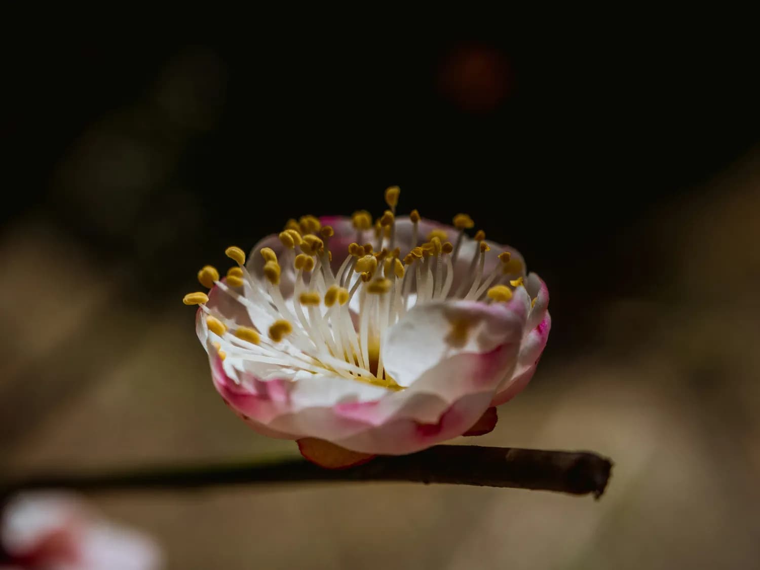 冬季梅花摄影技巧大揭秘