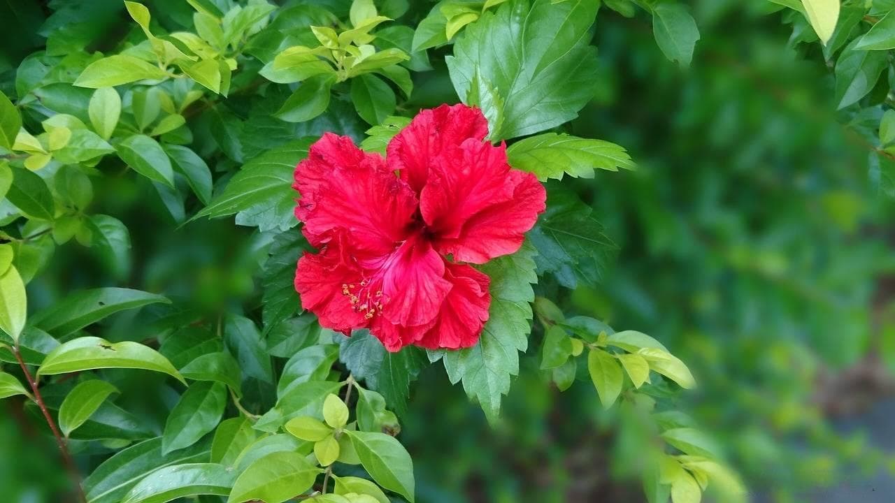 扶桑花持续绽放的秘诀：轻松掌握让花朵络绎不绝的养护攻略