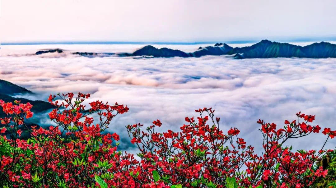 入选世界纪录的杜鹃花海，原来在这里！