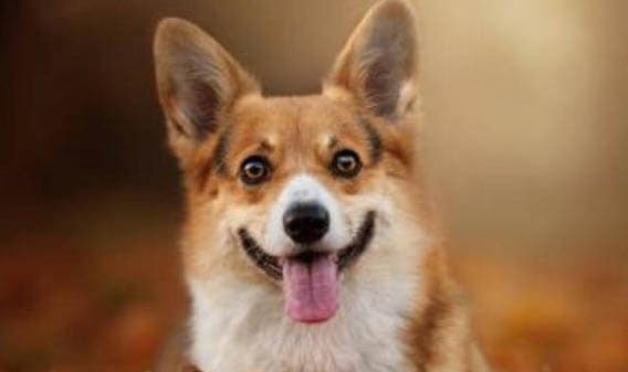 柯基犬饲养全攻略：从疫苗接种到日常护理