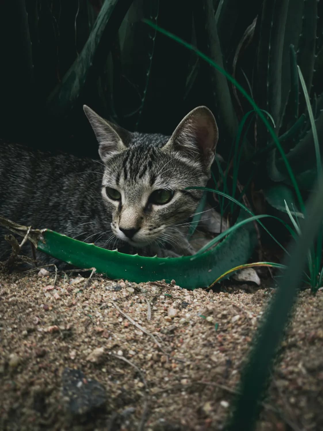 猫咪怕黄瓜？科学揭秘：形状、颜色和遗传本能的多重影响