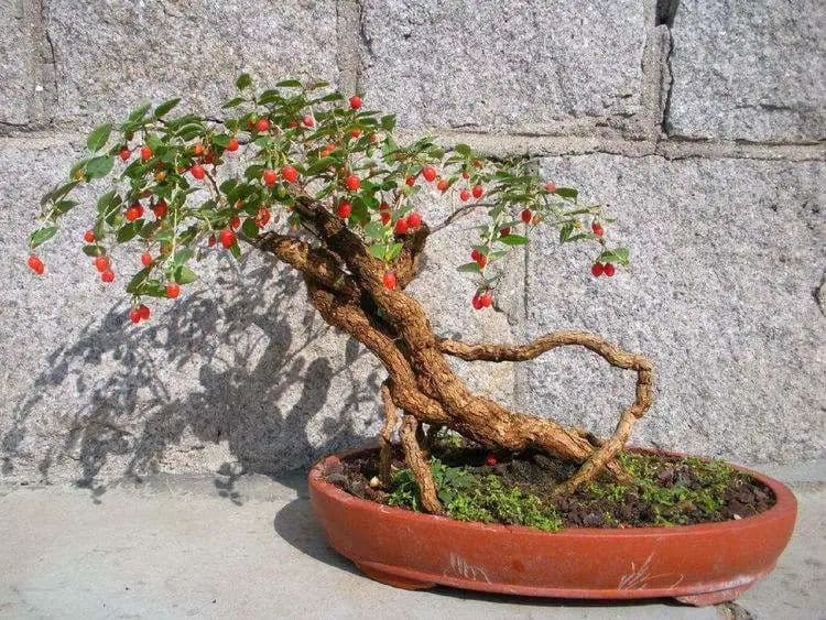 拥有山茱萸盆景的正确姿势 | 小叶子有“花”招⑧