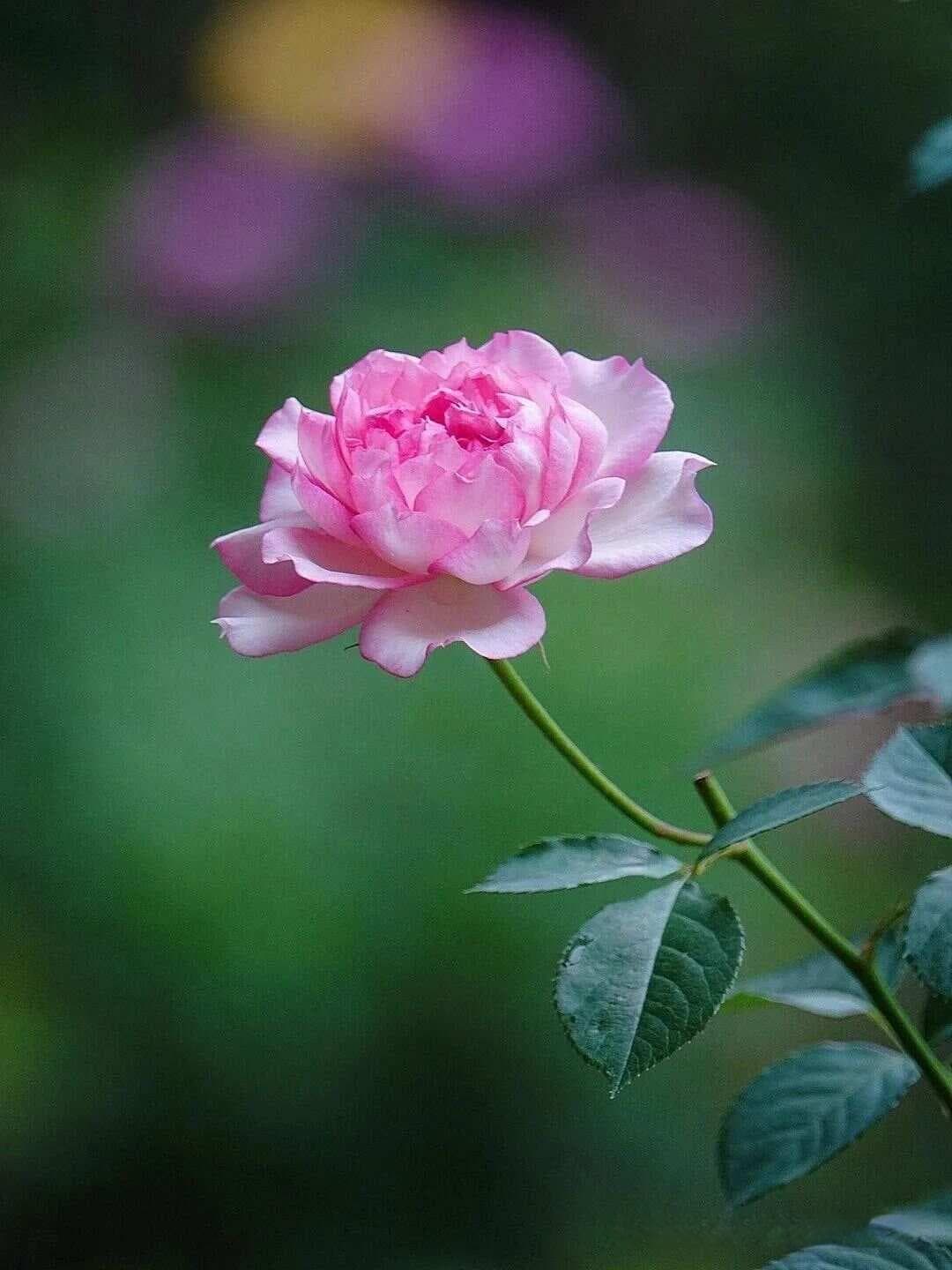 花儿竖着拍，美出新高度！