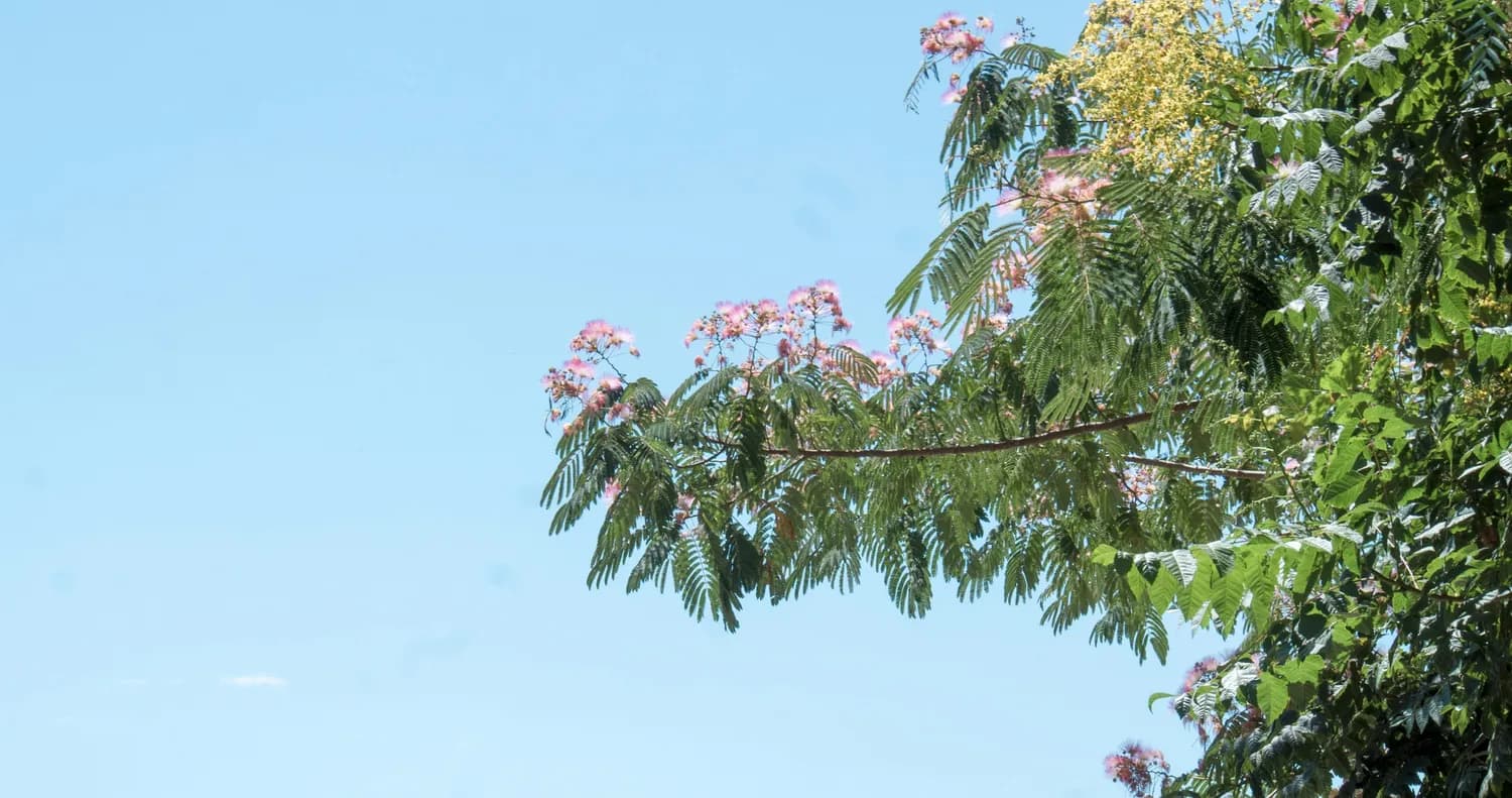 攀枝花树：一种适应力强、价值高的生态树种
