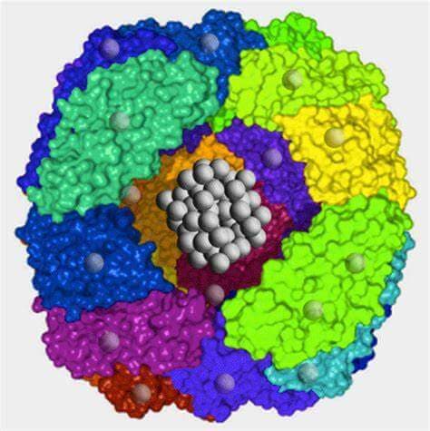 铁蛋白（Ferritin）的临床意义