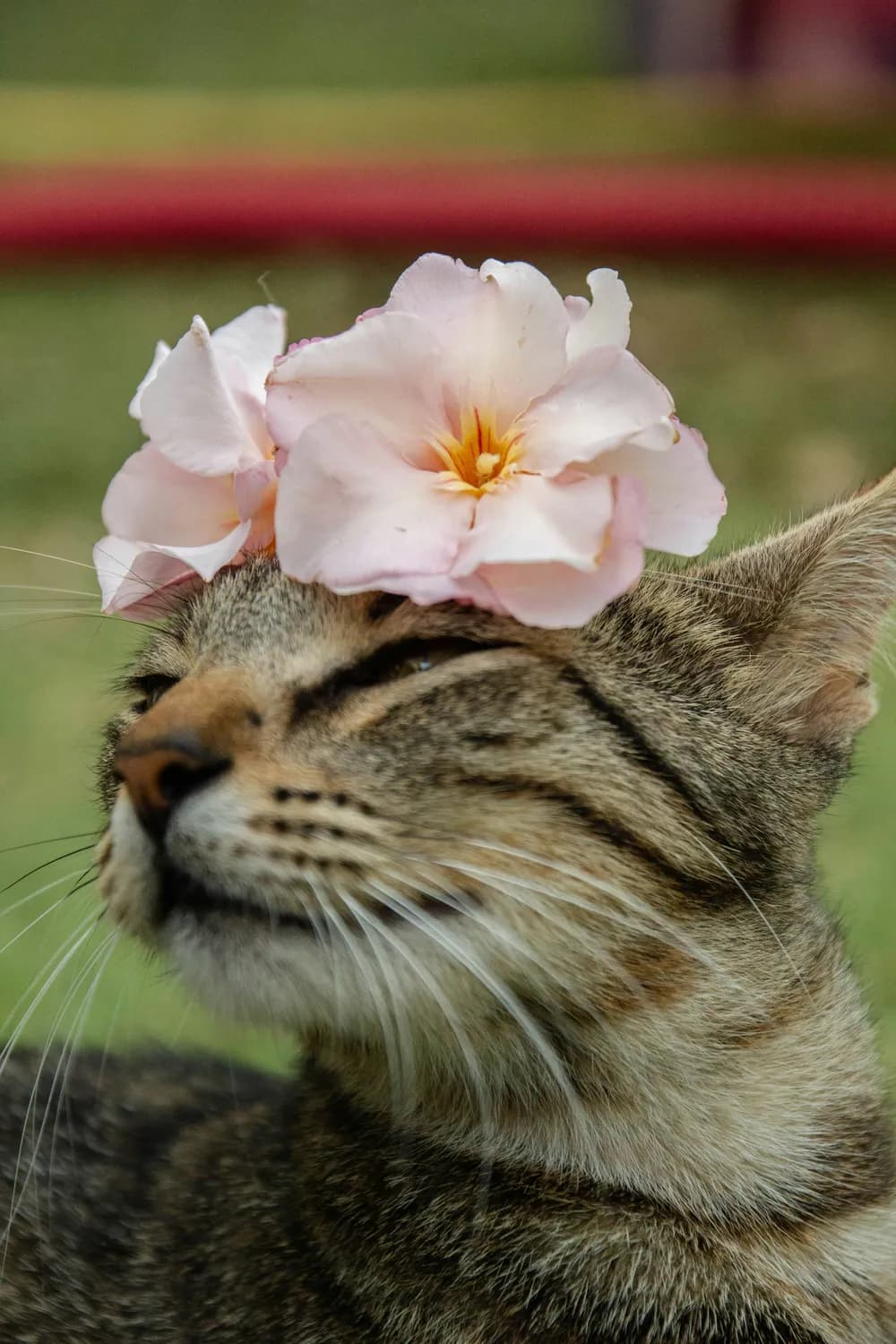 猫咪戴花环拍照，萌翻朋友圈