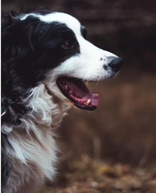 边境牧羊犬的"变凶警报"：揭秘狗狗何时可能咬人！