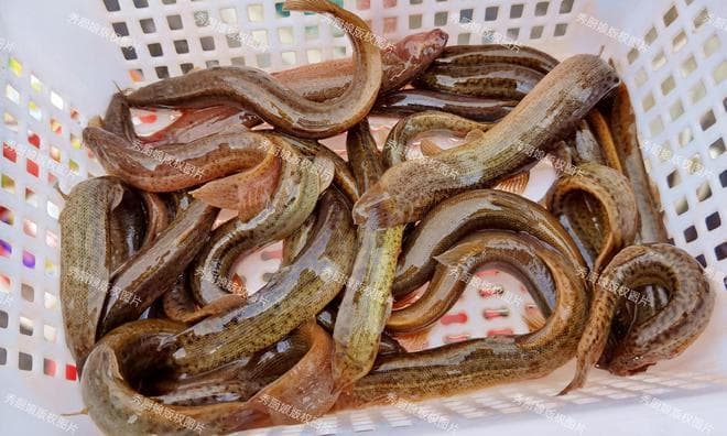 四种食材助力男性养生：泥鳅秋葵等科学饮食方案