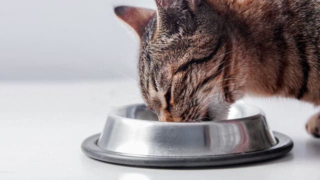 爱猫的饮食如何为消化带来帮助