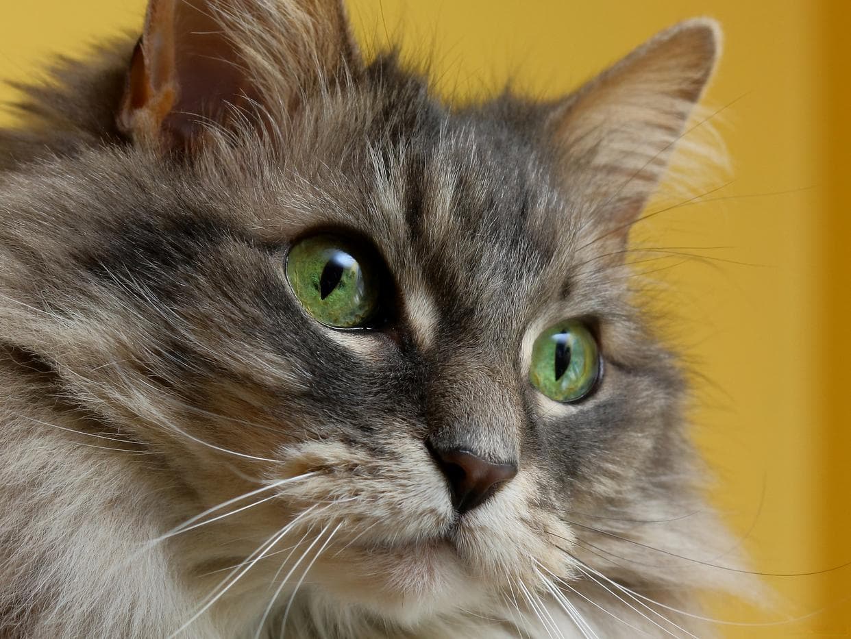 猫咪眼中的世界：揭秘猫眼的特殊功能与视觉奇迹