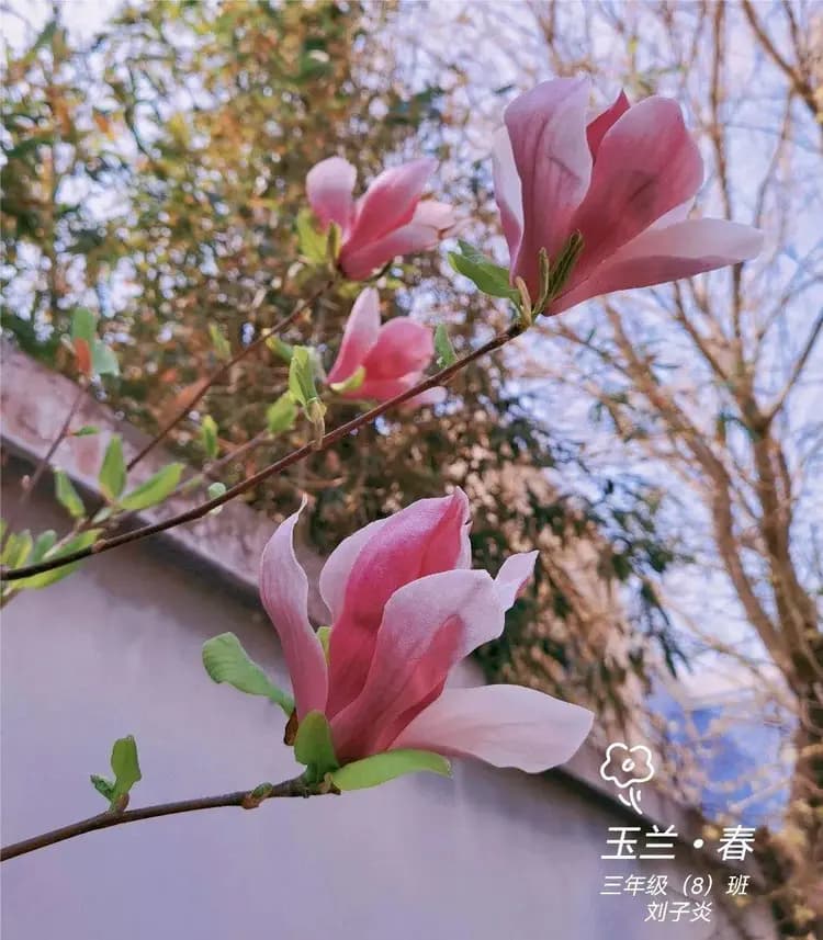 海淀北部第一所“未来教育”实验校，它的跨学科实践到底有啥不一样