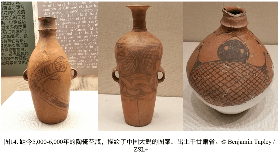 《中国大鲵保护行动计划》终于正式跟大家见面啦！  |   报告可下载