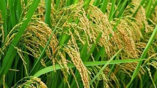 低GI生活风尚——健康饮食的新标杆
