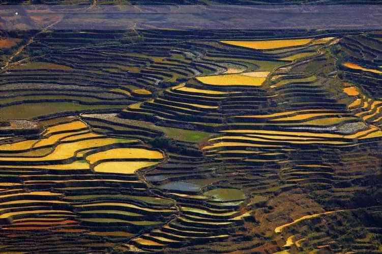上海带狗旅行和休闲活动指南：狗狗友好的景点、餐厅、宠物店和活动
