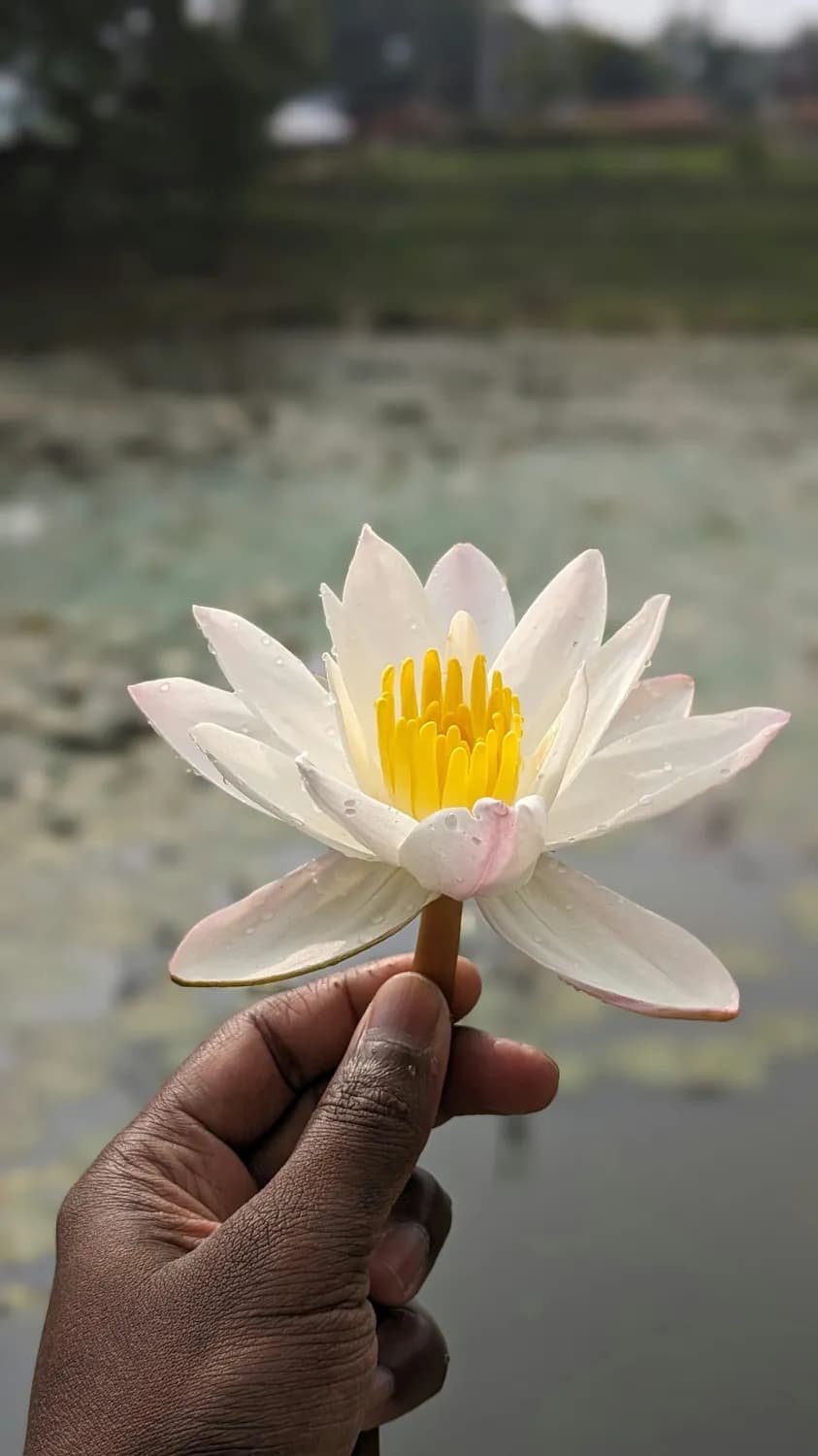 八仙过海：何仙姑的超凡脱俗之旅