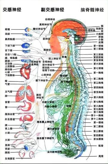 从现代医学视角解析中医“神”：神经系统的奥秘