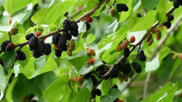 揭秘食物变质：微生物、酶与环境因素的综合作用