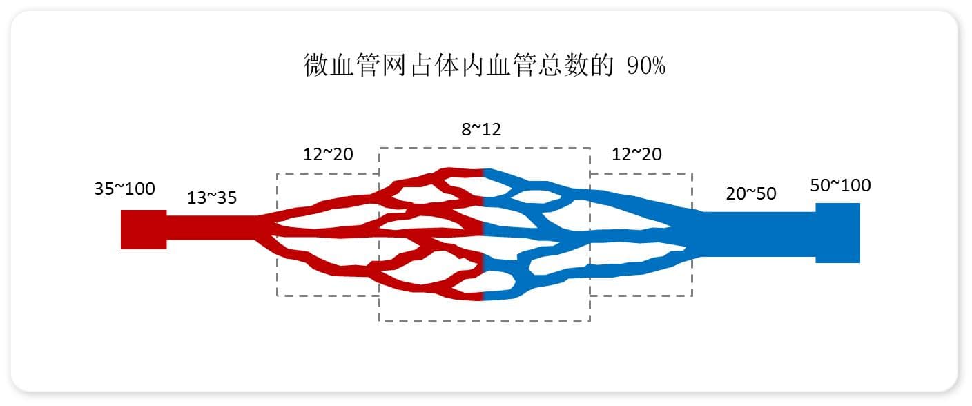 专家揭示高血压发病新机制，中西医结合或可改善微循环