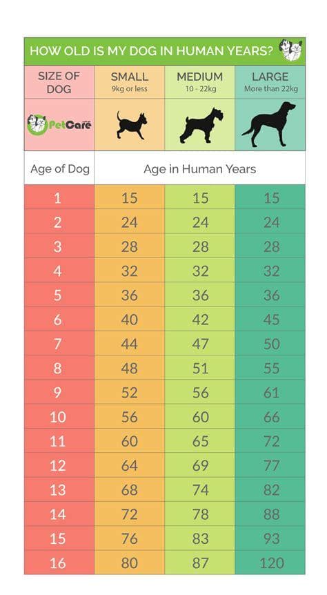 狗年齡換算知多少？揭開毛小孩的年齡秘密！