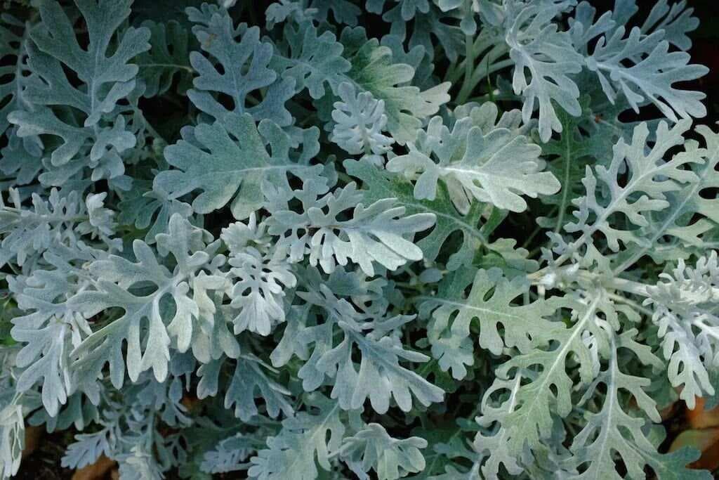 16款银叶植物大盘点