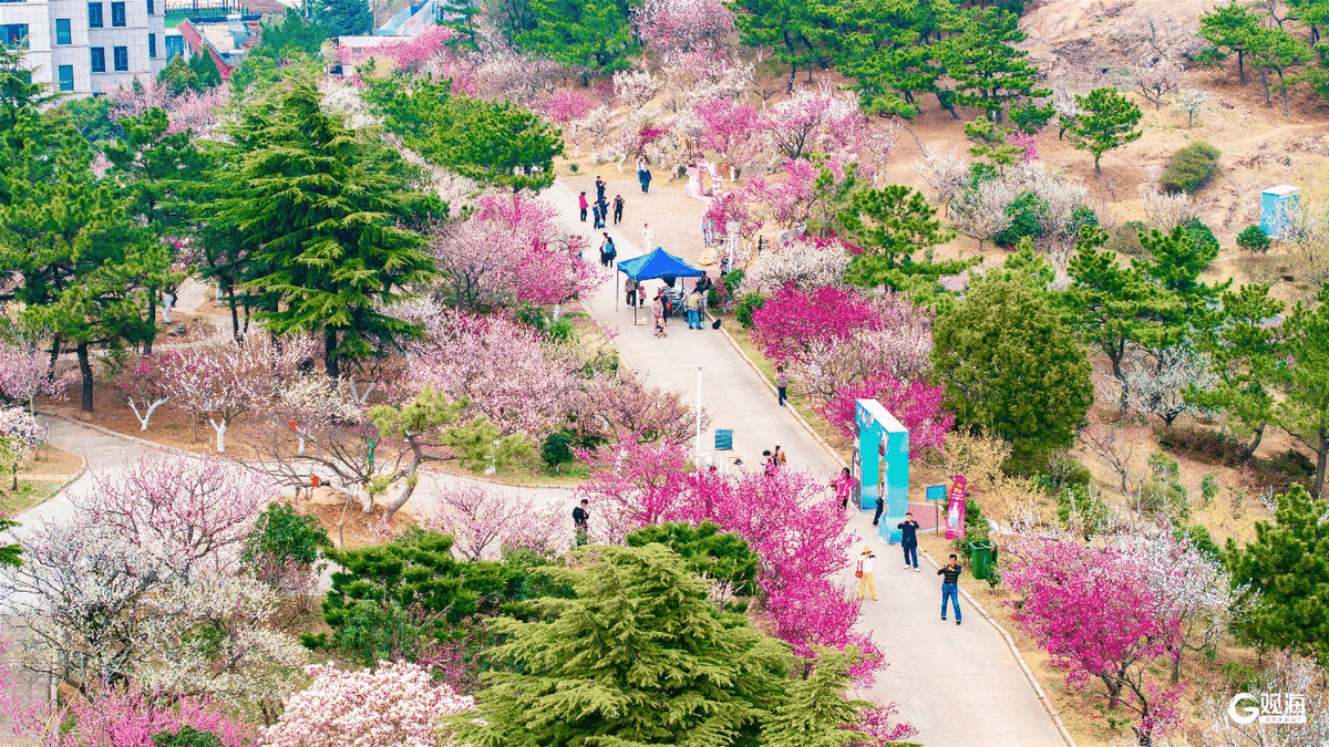 赏花节来了！青岛邀请你同赏春光，这份“指南”请查收