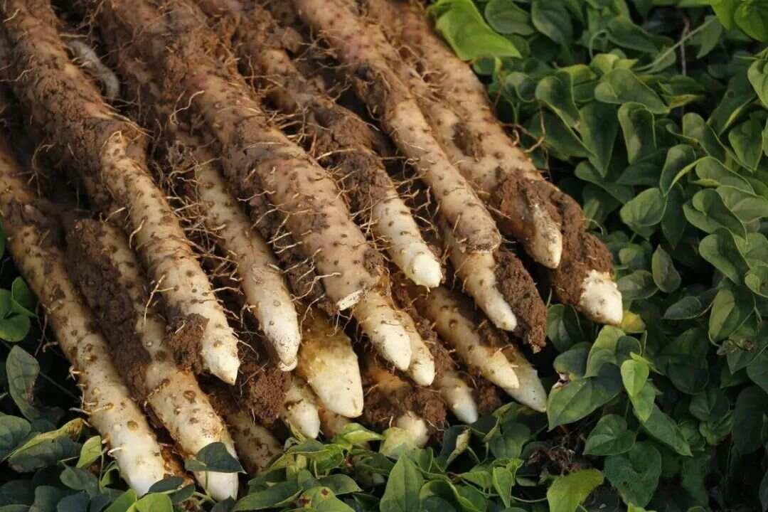 【中药材科普】每天认识一味中草药-山药