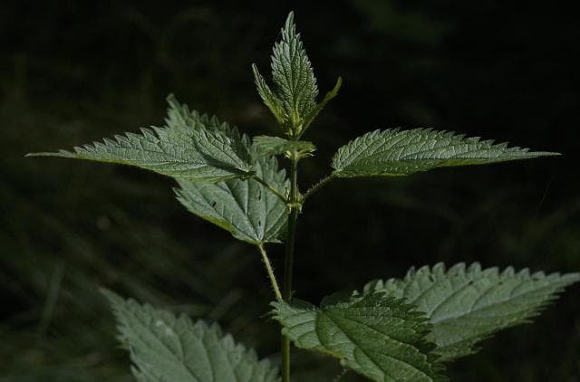 胆碱能性荨麻疹的症状表现