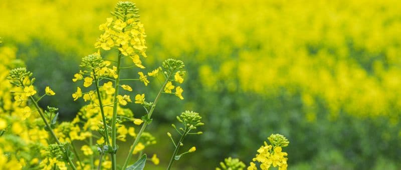 上海油菜花9个最佳观赏地点推荐(花期+交通）