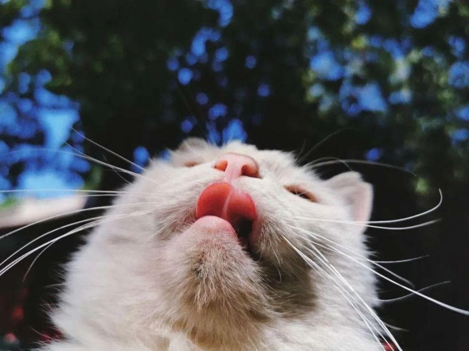 猫咪胡须的秘密：结构、功能与护理全解析
