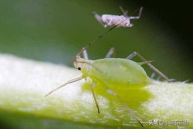 花盆里有小虫子，只需4个小方法，不用喷药，一只不剩，干干净净