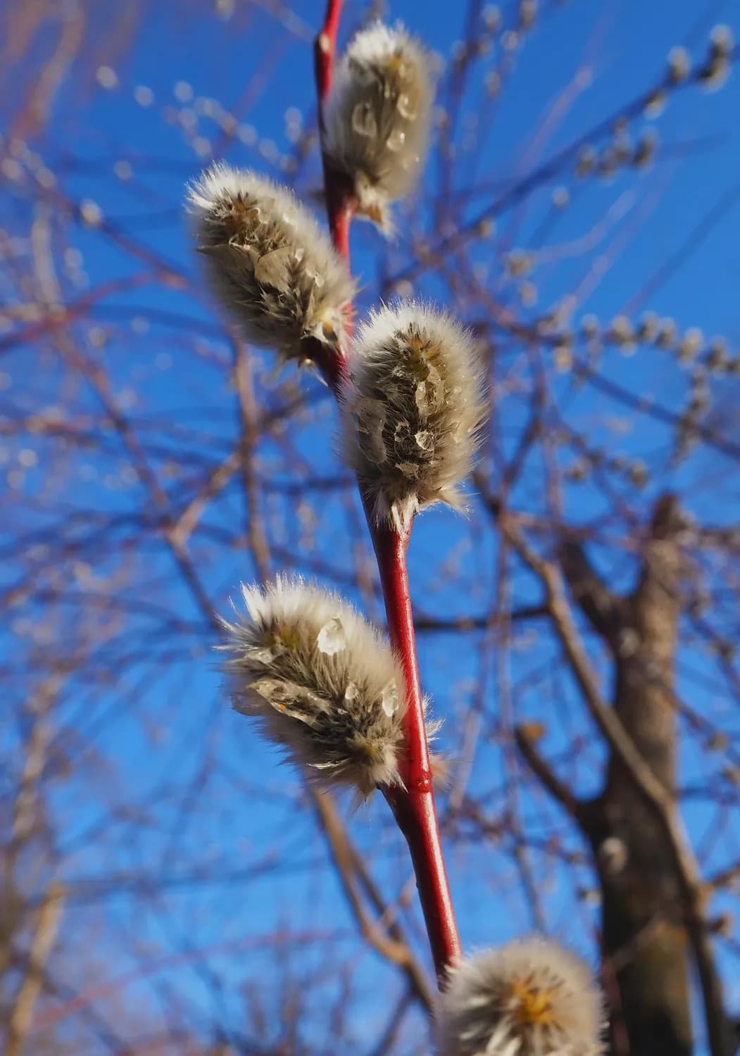 春节热销：银柳养护全攻略