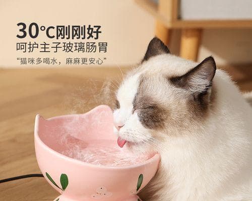 猫咪饮食搭配大全——为你的爱宠提供全面营养