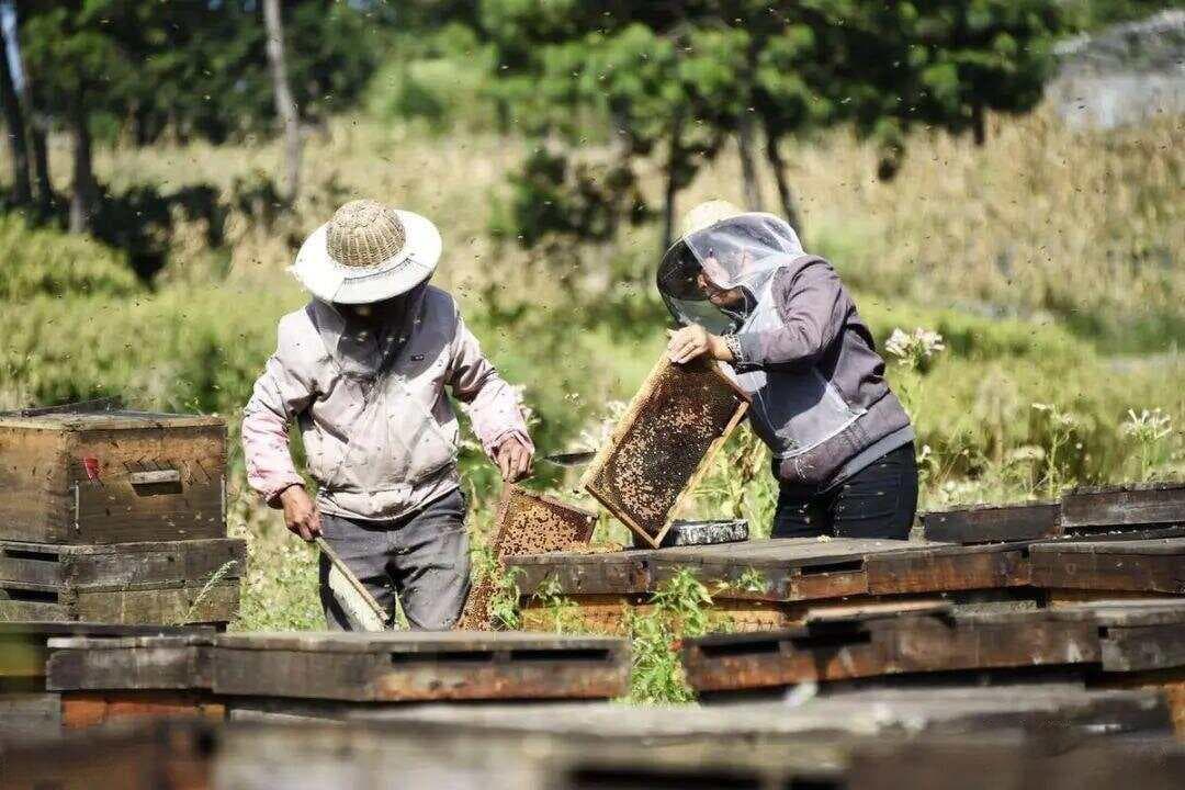 养蜂都需要优质巢脾，挑选与准备繁蜂巢础的4个技巧，给春繁提速