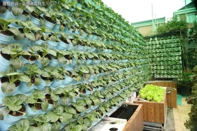 农业新业态！鱼菜共生的关键技术及发展前景