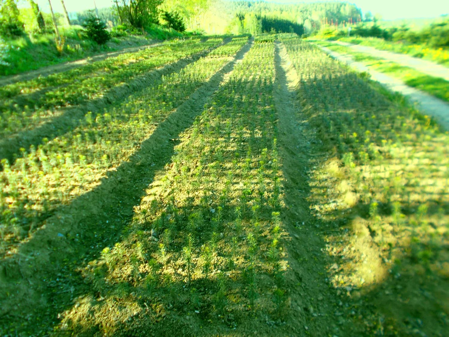 秋冬黄芪种植管理技术要点