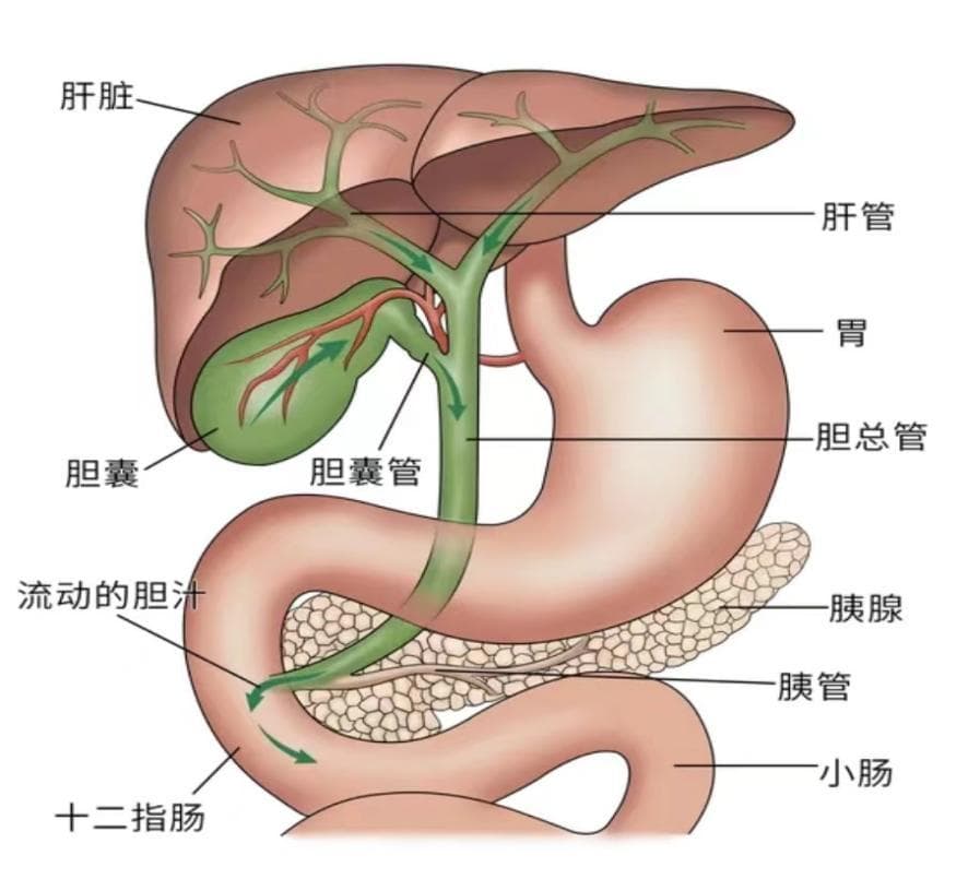 胆囊被切除后，对人体都有哪些影响？