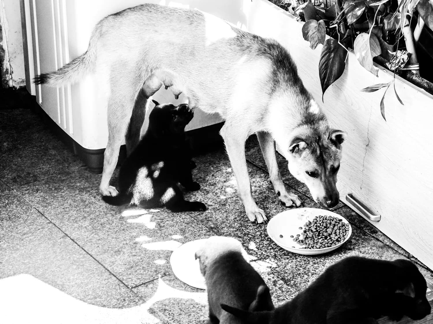 沃克犬日常护理全攻略：科学喂养篇