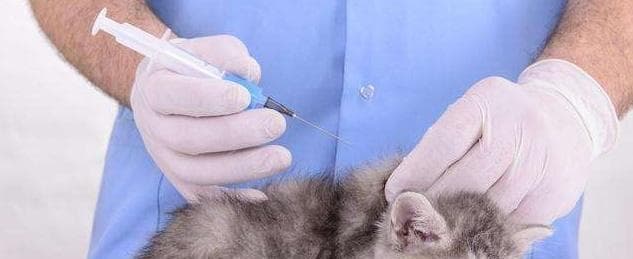 猫咪吐黄水和高烧怎么办？一文详解症状识别与处理方法