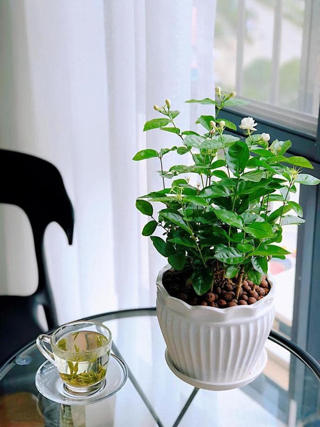 茉莉花养护全攻略：阳光与环境的重要性