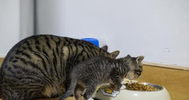 母猫教小猫喝水的正确方式（如何让你的宠物猫健康饮水）