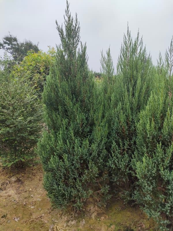 松柏树绿化价值与种植技术全解析