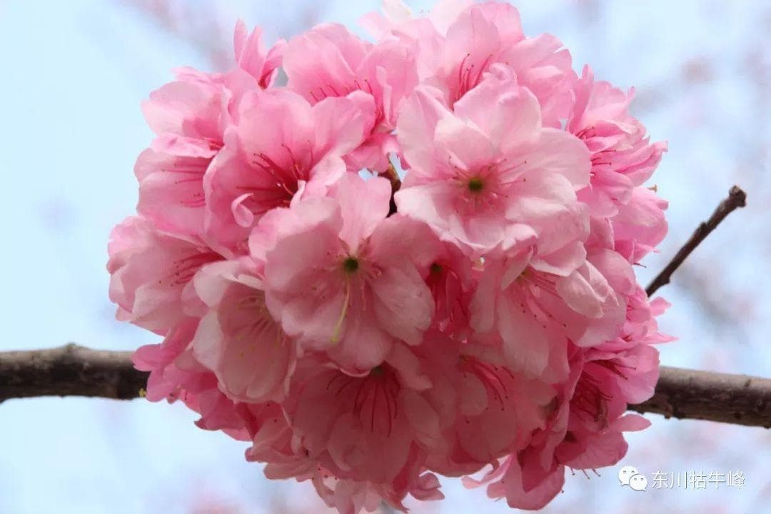 樱花的花语是什么（关于樱花的寓意及传说）
