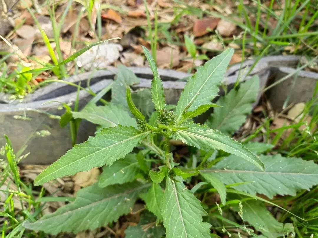 蔊菜：一种药食同源的宝藏野菜