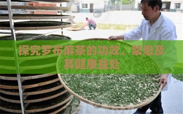 罗布麻茶的功效与禁忌