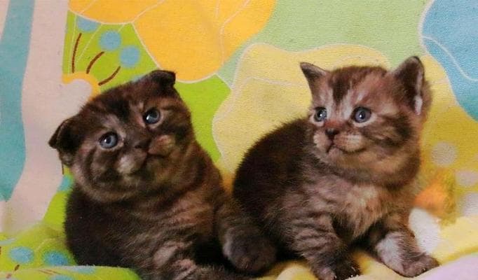 怎么辨别纯种虎斑猫？纯种虎斑猫的特征有哪些？