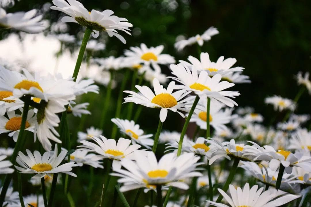 缘分是什么 缘来缘去缘如水 花开花落终有时