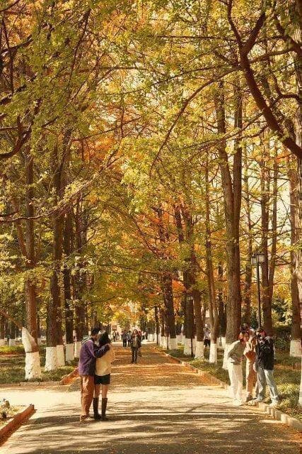 昆明金秋赏景指南：银杏、格桑花、水杉最佳观赏地